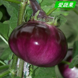  【爱蔬果】绿色食品新鲜蔬菜 紫茄子 圆茄瓜 北京配送