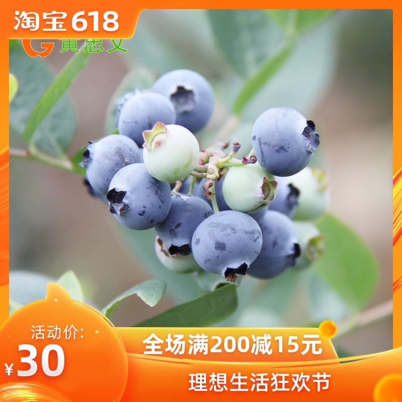 South Blueberry Sapling Potted blueberry seedlings South High Blueberry seedlings Fruit tree seedlings Nutrition bagin the Flower delivery/Flowers simulation/Plants gardening , Garden Plants/Trees/Fruit tree, Fruit tree category - from Buy2taobao.com to provide professional Taobao agent buy service