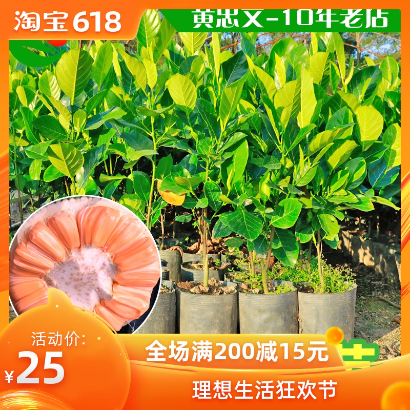 黄忠文 菠萝蜜树苗嫁接 马来西亚1号 黄肉四季结果地载苗南方种植在类目 鲜花速递/花卉仿真/绿植园艺, 花园植物/行道树/果树, 果树中 - 来自Buy2taobao.com提供专业的淘宝代购服务