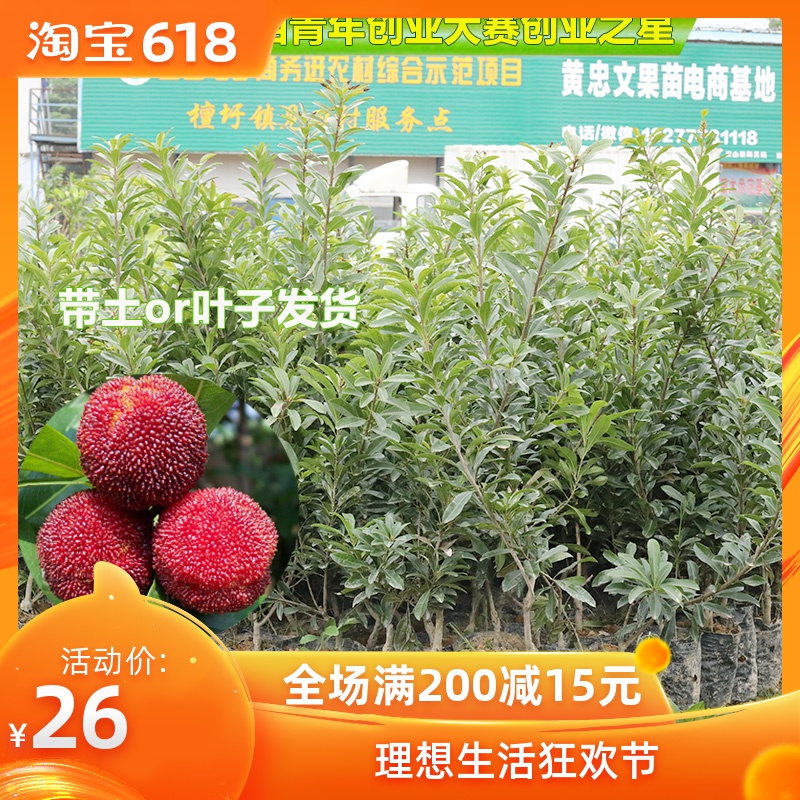 黃忠文 楊梅苗 正宗嫁接東魁楊梅樹苗 六月楊梅盆栽果樹 當年結果在類目 鮮花速遞/花卉仿真/綠植園藝, 花園植物/行道樹/果樹, 果樹中 - 來自Buy2taobao.com提供專業的淘寶代購服務