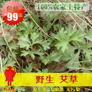  预订 新鲜野生艾草现摘 清明果青团专用艾叶 绿色原生态野菜