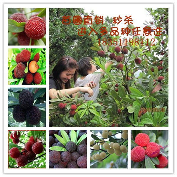 庭院盆栽新品种杨梅果树【荸荠种杨梅苗】早熟品种.柔软多汁 优质