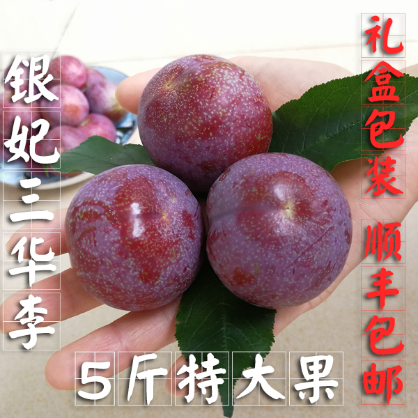 5 pounds Large goods in stock Orthodox school Xinyi San Hua Li Plums pregnant woman fruit Shunfengin the Aquatic meat/Fresh fruits and vegetables/Cooked , Fresh fruit , Plums category - from Buy2taobao.com to provide professional Taobao agent buy service