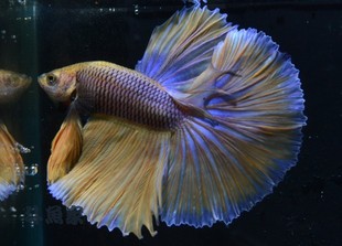 芥子半月斗鱼 黄蓝色半月泰国斗鱼 三鳍标准大