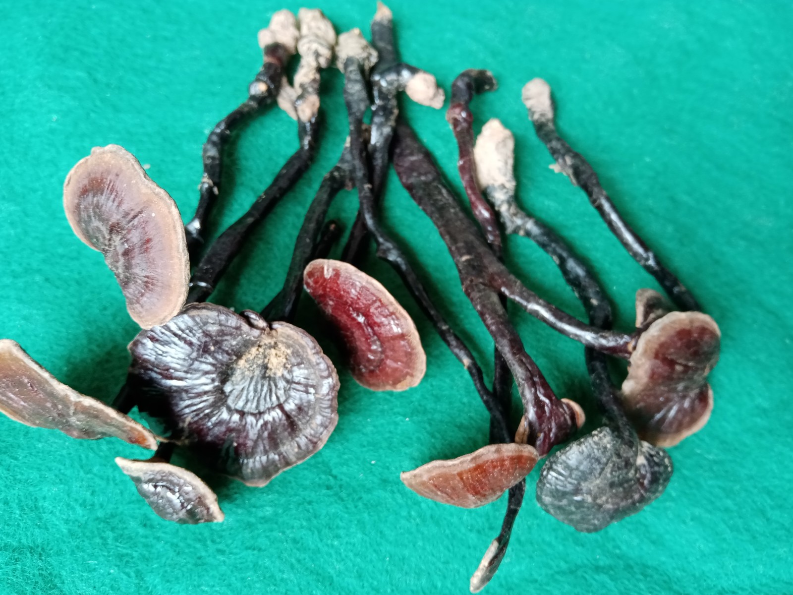 菘崖海南琼中五指山纯野生黑竹灵芝紫竹灵芝整枝1两特价促销在类目 传统滋补营养品, 灵芝, 整枝灵芝中 - 来自Buy2taobao.com提供专业的淘宝代购服务