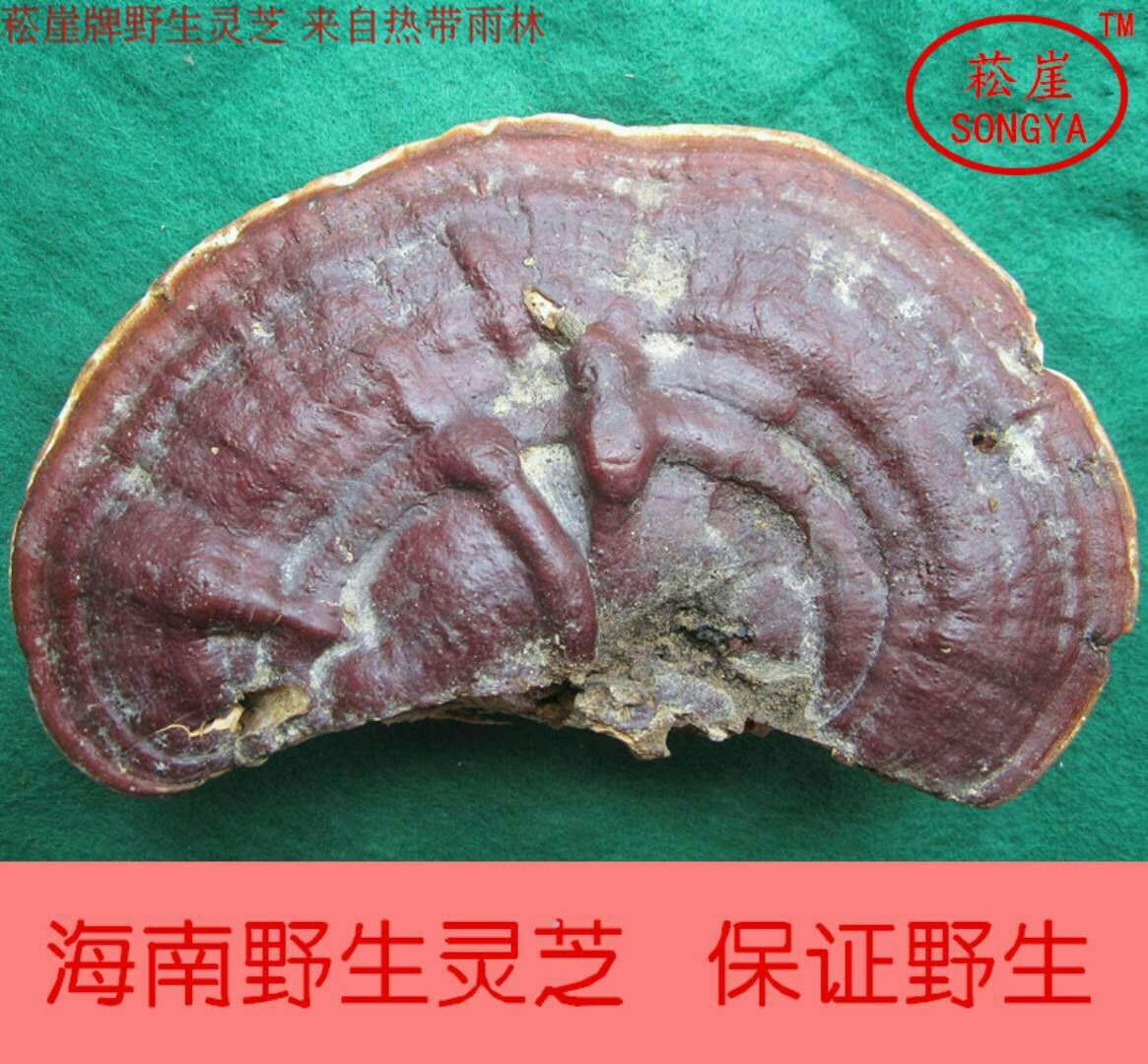 菘崖海南五指山琼中灵芝纯野生天然无柄赤灵芝赤芝可切片500g包邮在类目 传统滋补营养品, 灵芝, 整枝灵芝中 - 来自Buy2taobao.com提供专业的淘宝代购服务