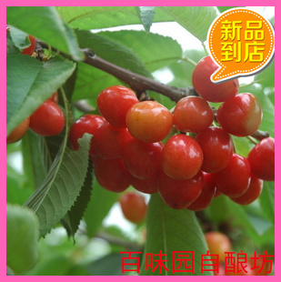  20斤樱桃酿酒辅料包含酵母果胶酶等套餐