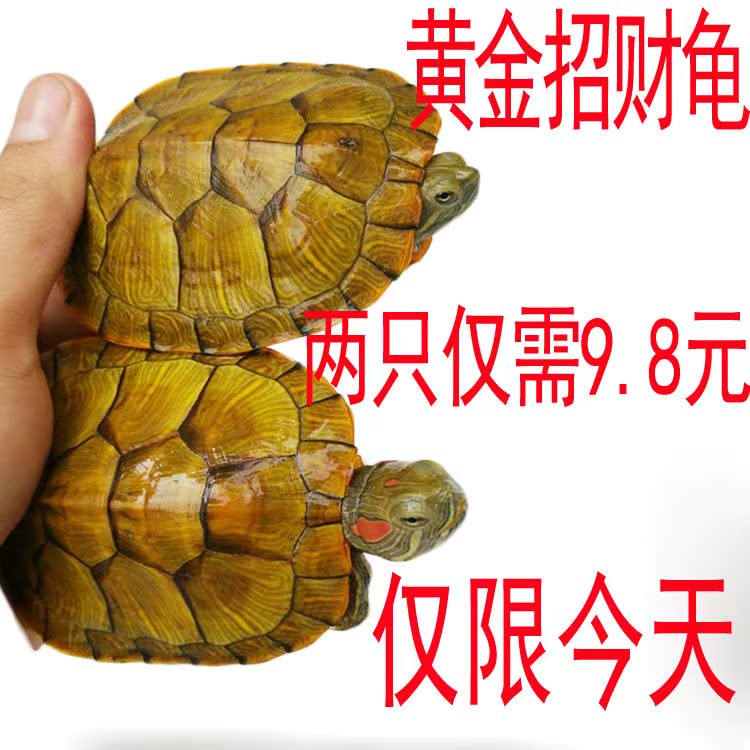 小乌龟活体特大宠物龟招财龟小宠长寿龟淡水观赏龟一对情侣巴西龟在类目 宠物/宠物食品及用品, 水族世界, 龟/鳖中 - 来自Buy2taobao.com提供专业的淘宝代购服务