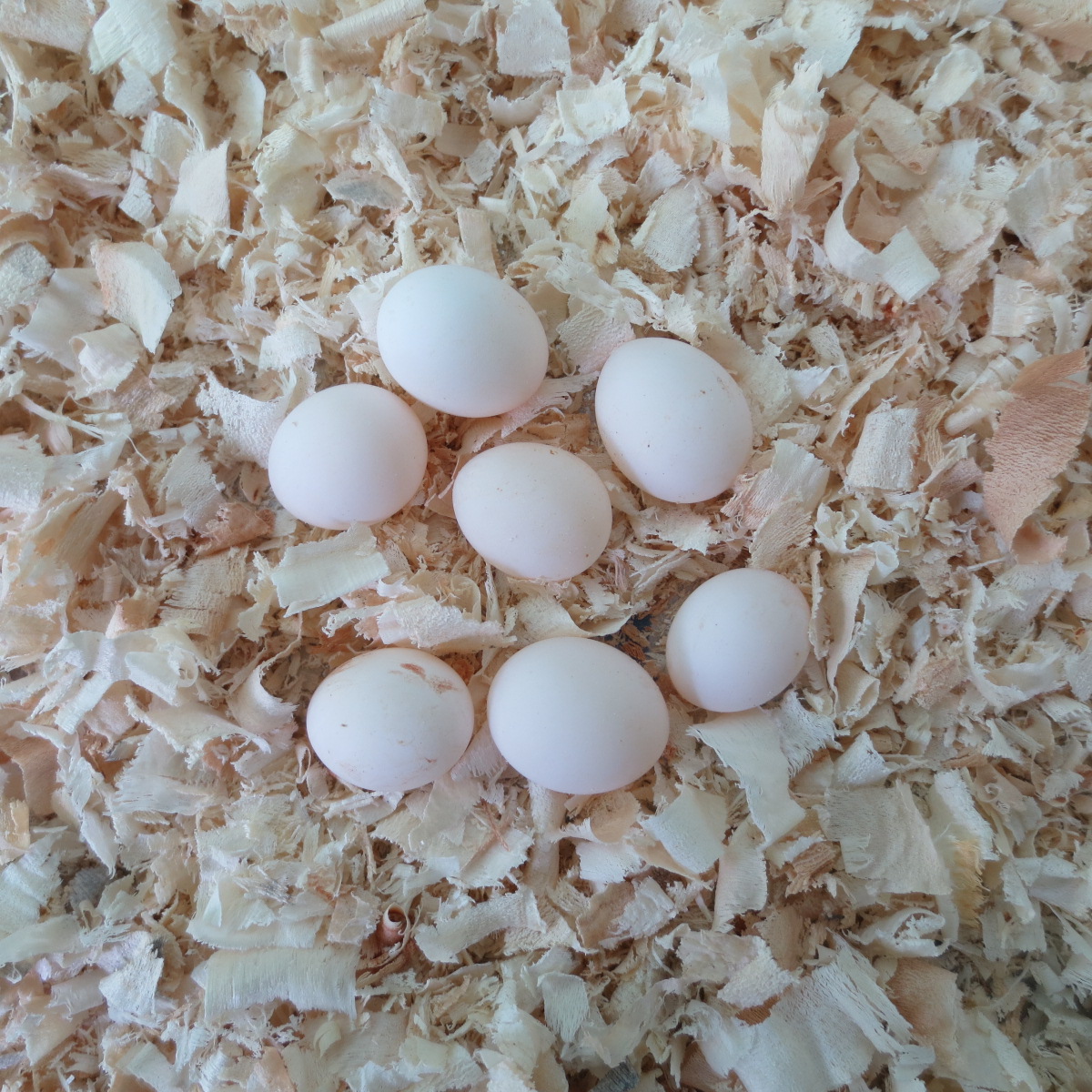 Eggs Fertilized eggs Sure Hatch Seed egg Medium and large Fresh eggsin the Pet/Pet food and supplies , Birds and supplies , Bird category - from Buy2taobao.com to provide professional Taobao agent buy service