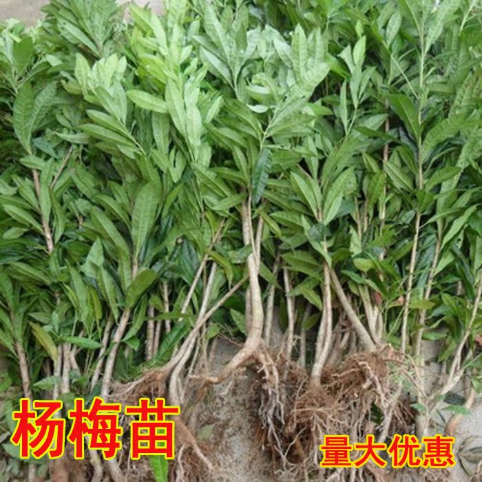 杨梅树苗盆栽杨梅苗南方种植正宗带泥东魁特大地栽杨梅苗当年结果在类目 鲜花速递/花卉仿真/绿植园艺, 花园植物/行道树/果树, 果树中 - 来自Buy2taobao.com提供专业的淘宝代购服务