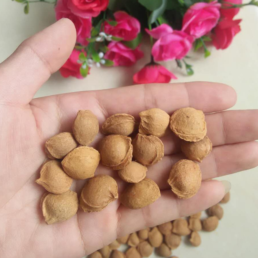 Liaoning specialty wild Pure natural Bitter almond Almond Medicinal Three Jinin the Snacks/Nuts/Specialty , Hickory/Nuts/Roasting , Almonds/Almond category - from Buy2taobao.com to provide professional Taobao agent buy service
