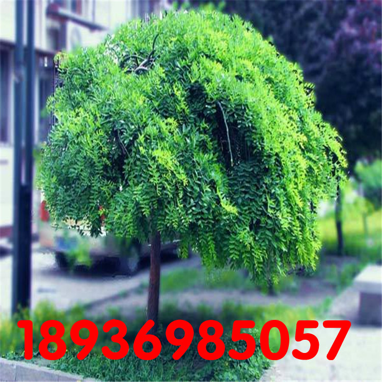South Zhaohuai Down Huai Pan Huai Weeping Sophora japonica Sapling Zhaohuai Sapling Umbrella Courtyard area Green plantin the Flower delivery/Flowers simulation/Plants gardening , Garden Plants/Trees/Fruit tree, Trees/Arbor category - from Buy2taobao.com to provide professional Taobao agent buy service