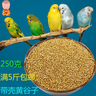 满包邮食饲料黄谷子带壳小米小型鹦鹉鸟食鸟粮