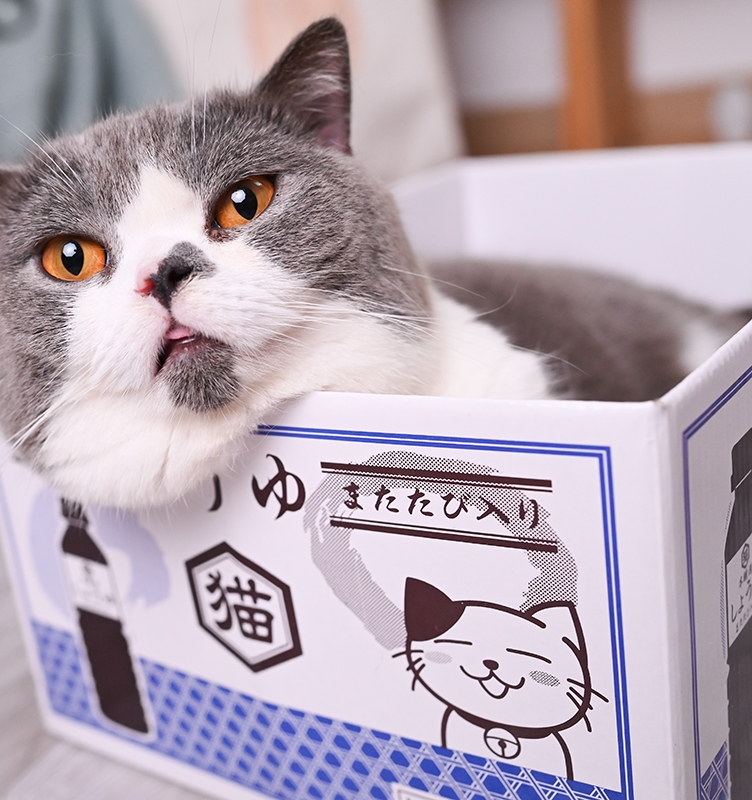 猫窝猫玩具猫抓板能磨爪的猫窝纸箱 底层猫抓板设计宠物纸盒房子|msdalam kategori haiwan peliharaan/makanan haiwan dan bekalan, Cat/Mainan anjing, Cat Scratcher - dari Buy2taobao.com untuk memberikan perkhidmatan ejen Taobao profesional membeli