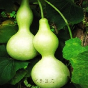 大葫芦种子旗舰店|qq农场绿葫芦种子|玫瑰小镇