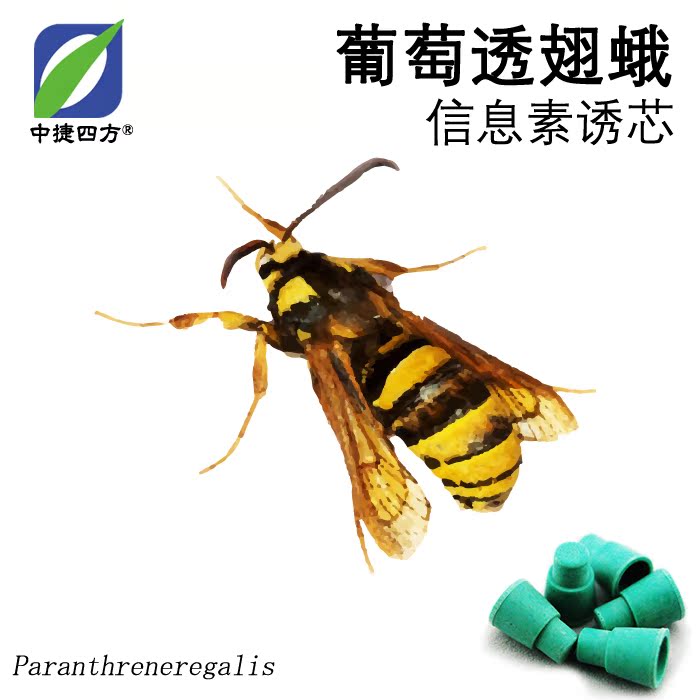 中捷四方葡萄透翅蛾信息素誘芯昆蟲信息素性誘劑在類目 農機/農具/農膜, 農業工具, 其它農用工具中 - 來自Buy2taobao.com提供專業的淘寶代購服務