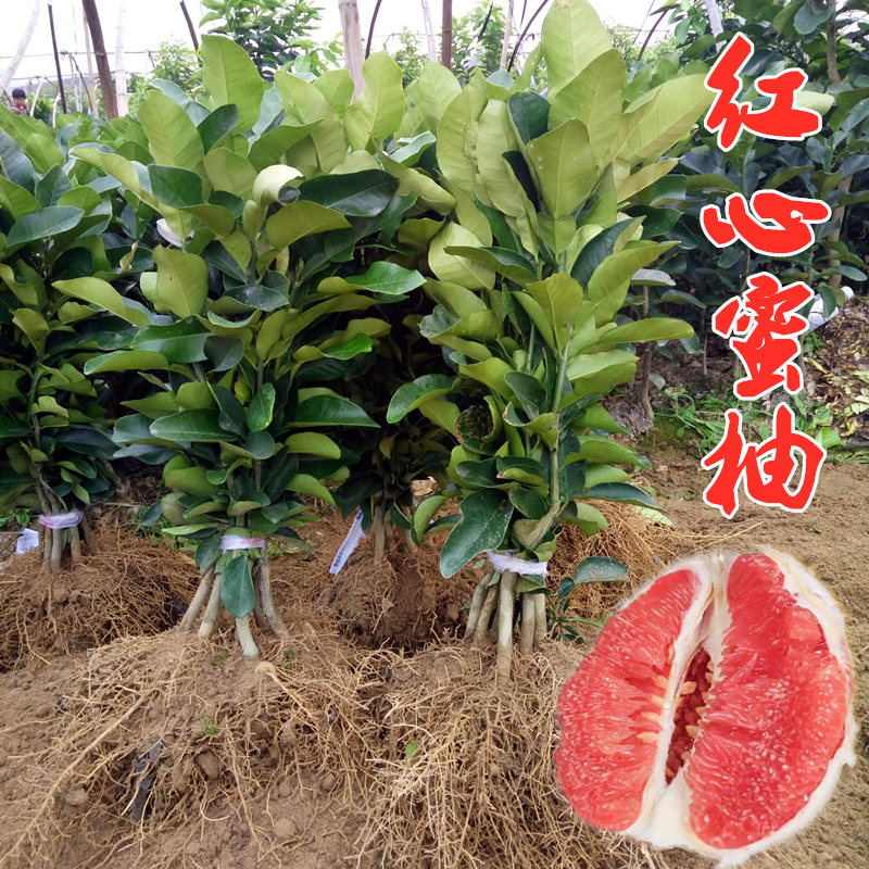 嫁接柚子树苗新品种红心蜜柚沙田柚南方北方盆栽地栽果树当年结果在类目 鲜花速递/花卉仿真/绿植园艺, 花园植物/行道树/果树, 果树中 - 来自Buy2taobao.com提供专业的淘宝代购服务