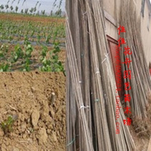 大量出售 白杨树苗 72意杨 107 214 108速生杨