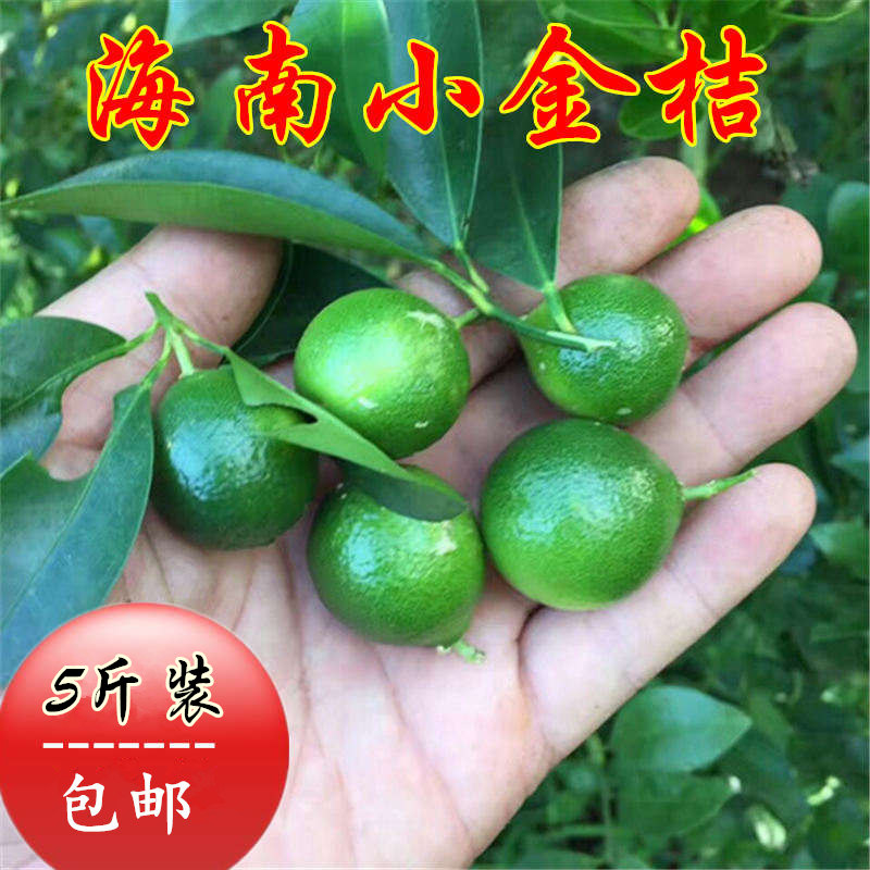 fresh indigo plant Kumquat lemon Perennial supply Tea shop Green Lemon Kumquat 5in the Aquatic meat/Fresh fruits and vegetables/Cooked , Fresh fruit , Orange category - from Buy2taobao.com to provide professional Taobao agent buy service