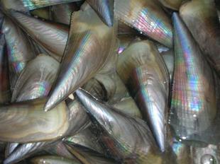  余哥海鲜库 特价 中国大陆青岛 包装 鲜活水产贝类制品 鲜活 带子