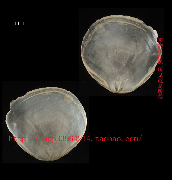 海螺10CM云母贝 云母海月 家居装饰 天然大海产物 透明单片 贝壳在类目 家居饰品, 创意饰品, 海螺/贝壳/珊瑚中 - 来自Buy2taobao.com提供专业的淘宝代购服务