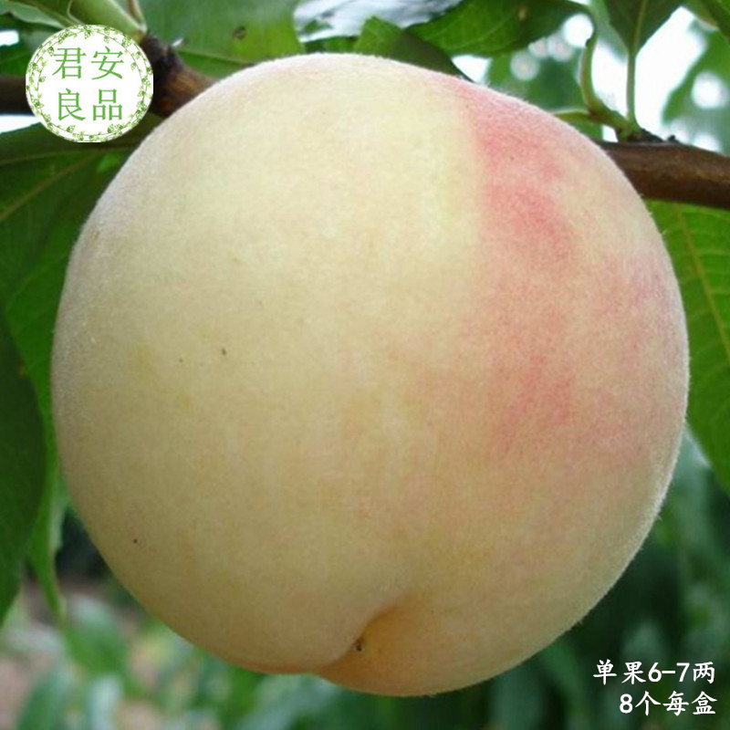 【预2019年7月】上海特产南汇大团水蜜桃 6-7两8个半斤桃 蜜露桃在类目 水产肉类/新鲜蔬果/熟食, 新鲜水果, 桃中 - 来自Buy2taobao.com提供专业的淘宝代购服务