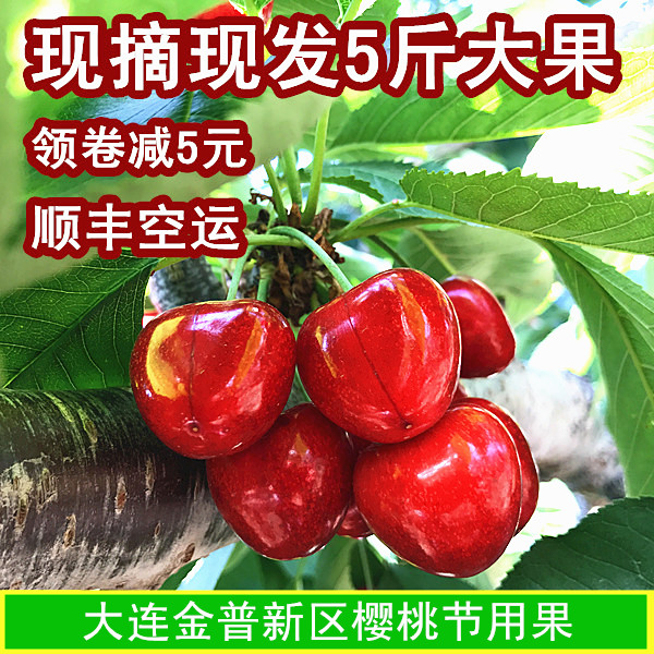 5斤现货大连大樱桃甜沙蜜豆美早新鲜水果车厘子果园现摘现发包邮|msdalam kategori daging perikanan/Buah-buahan segar dan sayur-sayuran/dimasak, buah-buahan segar, ceri/ceri - dari Buy2taobao.com untuk memberikan perkhidmatan ejen Taobao profesional membeli