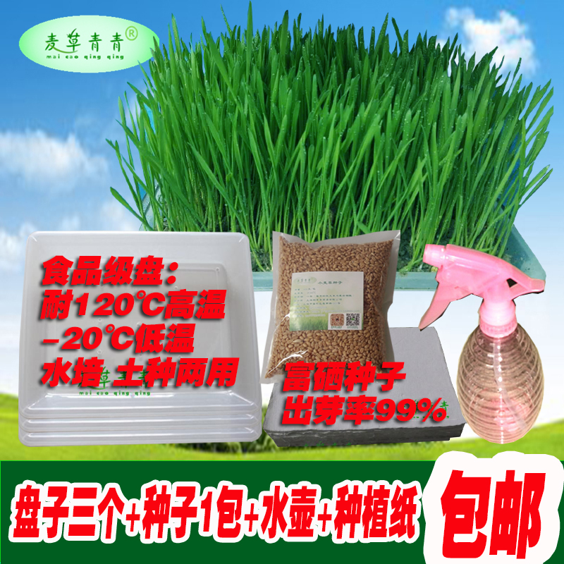 麦草青青 富硒小麦草种猫草阳台种植易种水培芽苗菜当年新种包邮在类目 鲜花速递/花卉仿真/绿植园艺, 园艺用品, 育苗盘/营养钵中 - 来自Buy2taobao.com提供专业的淘宝代购服务
