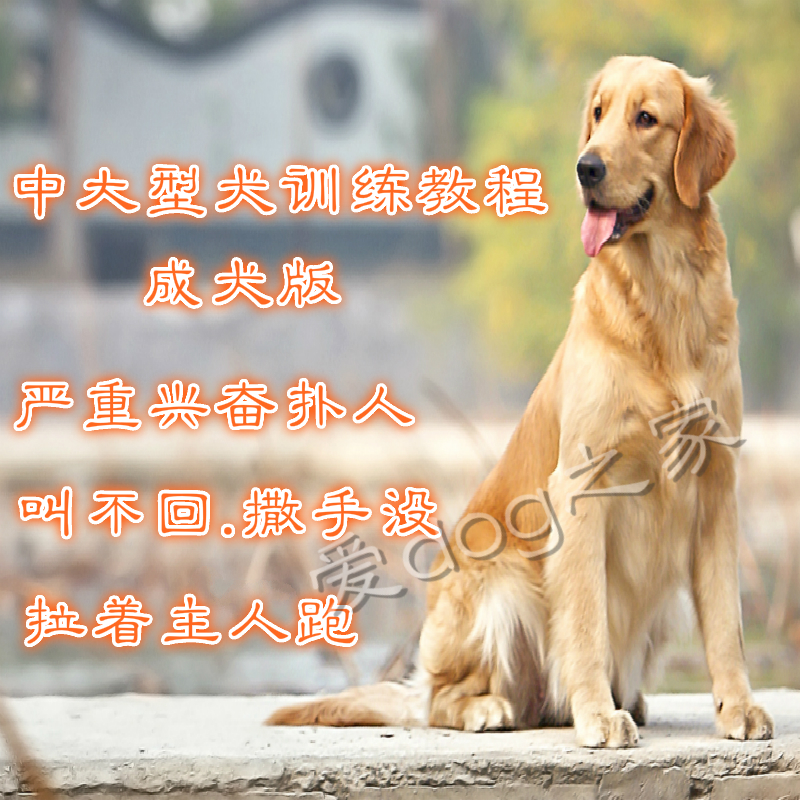 唐伟敏城市中大型犬成犬训练教程大小便金毛 拉多 边牧 萨摩在类目 宠物/宠物食品及用品, 宠物生活服务, 宠物训练中 - 来自Buy2taobao.com提供专业的淘宝代购服务