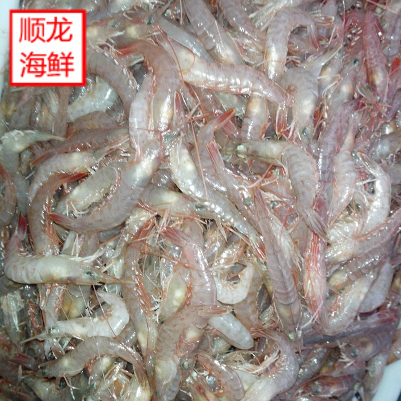 沙子口新鲜野生立虾,鹰爪虾,新鲜美味,宝宝补钙,岛城特色菜在类目 水产肉类/新鲜蔬果/熟食, 海鲜/水产品/制品, 虾类, 活虾中 - 来自Buy2taobao.com提供专业的淘宝代购服务