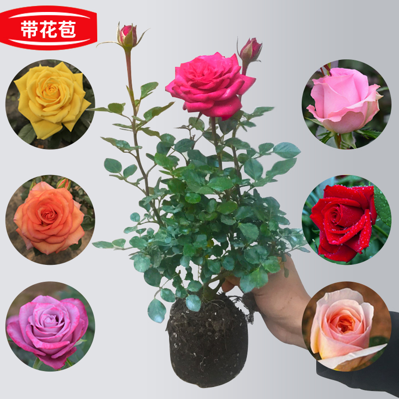 玫瑰花苗带花苞花卉观花绿植物室内阳台盆栽大花月季蔷薇四季开花在类目 鲜花速递/花卉仿真/绿植园艺, 花卉/绿植盆栽(新), 花卉中 - 来自Buy2taobao.com提供专业的淘宝代购服务