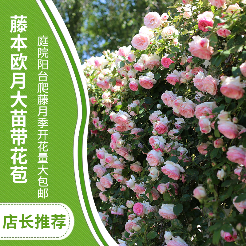 藤本月季盆栽蔷薇花苗爬藤四季开花玫瑰花苗花卉欧月大苗带花苞在类目 鲜花速递/花卉仿真/绿植园艺, 花卉/绿植盆栽(新), 花卉中 - 来自Buy2taobao.com提供专业的淘宝代购服务