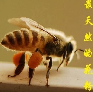 黑蜂花粉 蒲公英黄柏刺五加粉 美容抗衰老、增