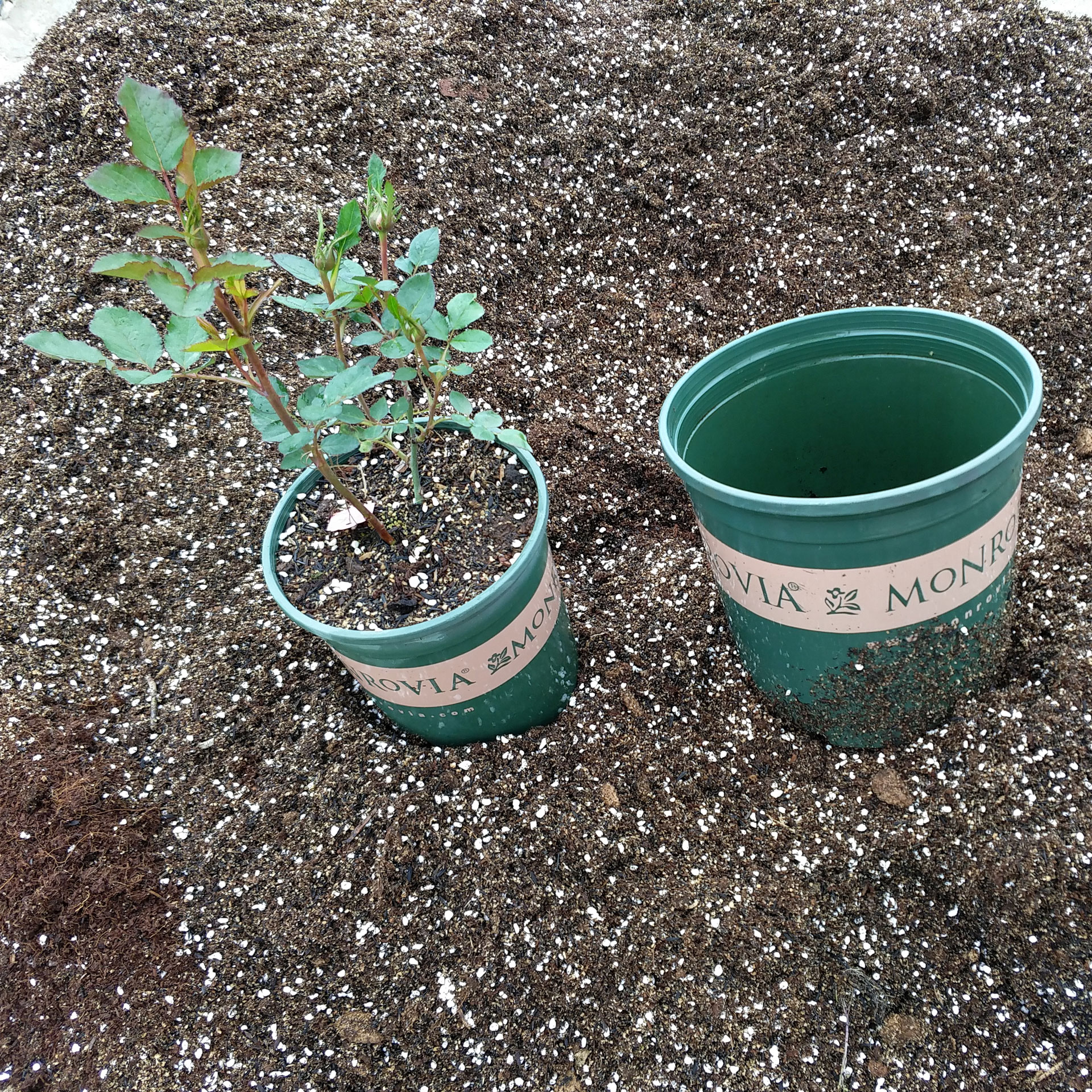 浩田定制月季花铁线莲绣球营养土疏松透气配方种植介质1加仑份量在类目 鲜花速递/花卉仿真/绿植园艺, 园艺用品, 家庭园艺肥料/营养土/营养液中 - 来自Buy2taobao.com提供专业的淘宝代购服务
