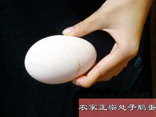  散养鹅蛋 新鲜处子鹅蛋 粮食喂养 农家草鹅蛋 孕妇去胎毒10枚包邮