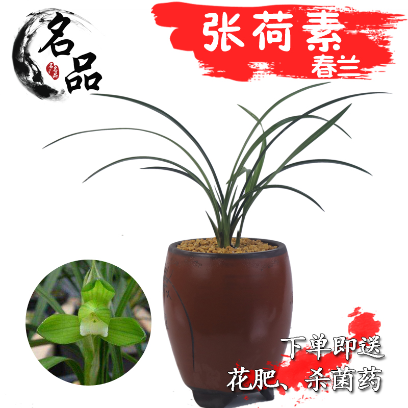 名品国兰花苗春兰 张荷素 春冬带花绿植盆栽花卉好养|msdalam kategori penghantaran bunga/bunga simulasi/tumbuhan berkebun, bunga/Tumbuh-tumbuhan tumbuh-tumbuhan pasu (baru), bunga - dari Buy2taobao.com untuk memberikan perkhidmatan ejen Taobao profesional membeli