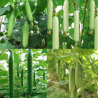 水果黄瓜种子青瓜节节瓜吊瓜白瓜阳台盆栽春秋蔬菜种子四季播包邮