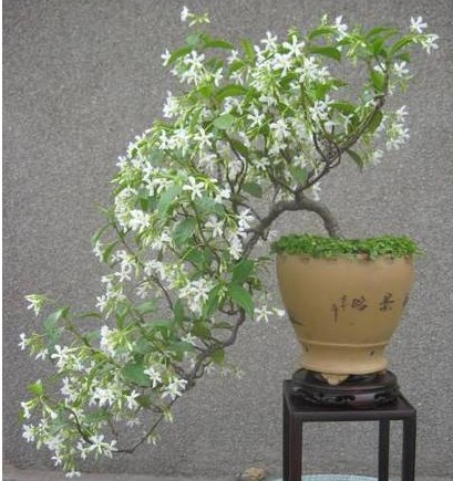 络石盆景 石龙藤 万字茉莉 万字花 室内盆栽阳台