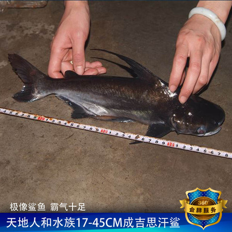 成吉思汗鲨鱼 混养虎头鲨大白鲨蓝鲨高鳍鲨 热带观赏鱼包活体批发-淘宝网