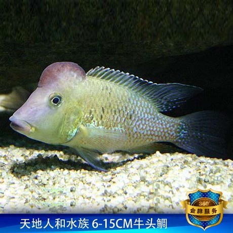 牛头鲷鱼 起头食土鲷南美慈鲷 大型热带观赏鱼