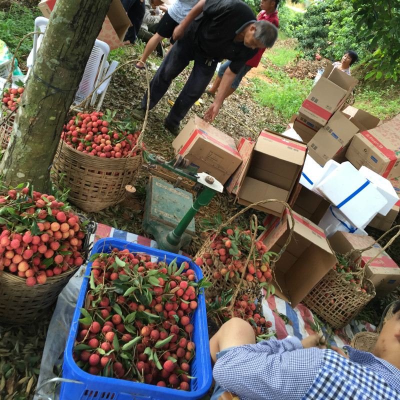 5 pounds Litchi fresh fruit Litchi Black Leaf Feizixiao Guiwei pregnant woman fruit Aviationin the Aquatic meat/Fresh fruits and vegetables/Cooked , Fresh fruit , Litchi category - from Buy2taobao.com to provide professional Taobao agent buy service