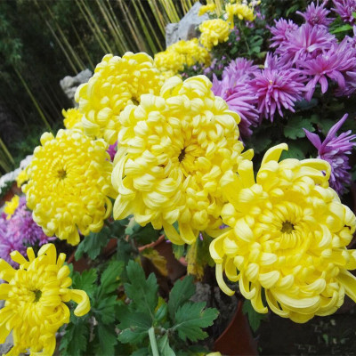 特级黄菊花种子食用泡茶贡菊庭院金丝黄菊野生杭白菊野菊花种子在类目 鲜花速递/花卉仿真/绿植园艺, 花卉/蔬果/草坪种子(新), 家庭园艺种子中 - 来自Buy2taobao.com提供专业的淘宝代购服务