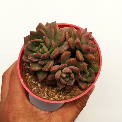 青苹果群生多头多肉植物绿植花卉办公室盆栽露养粉红肉肉一物一拍