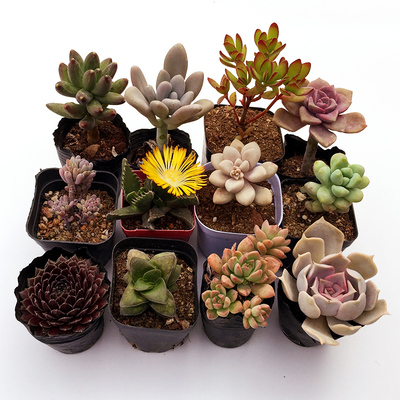 多肉植物diy组合搭配套餐粉色老桩群生露养好度夏多肉花一物一拍