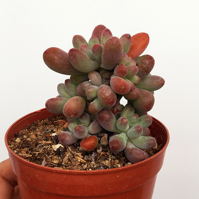 玉葡萄群生多头老桩多肉植物绿植花卉办公室内盆栽乙女心一物一拍