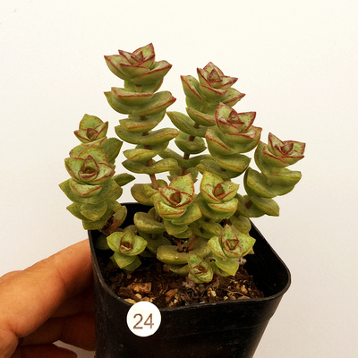 星王子多肉植物多头老桩子绿植花卉办公室盆栽星王子群生一物一拍