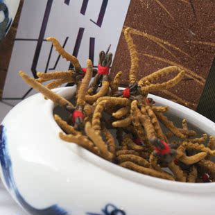  骏华天宝野生冬虫夏草批发 正品青海虫草同仁堂级3.4条/g包邮礼盒