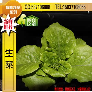  顾客之家有机种植蔬菜脆口生菜