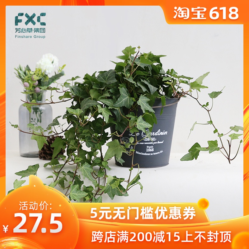 芳心草植物盆栽常春藤室内办公室净化空气除甲醛绿植花卉常青藤在类目 鲜花速递/花卉仿真/绿植园艺, 花卉/绿植盆栽(新), 绿植中 - 来自Buy2taobao.com提供专业的淘宝代购服务
