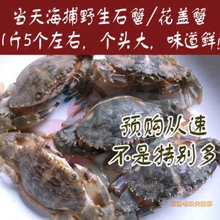  石浦海鲜水产 当天海捕野生鲜活石蟹/花盖蟹 海螃蟹 1斤5个左右